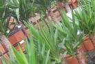 Alstonvaleplant-nursery-10.jpg; ?>